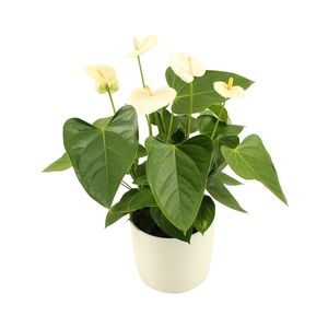 Anthurium Xl.03 Medium White in keramiek