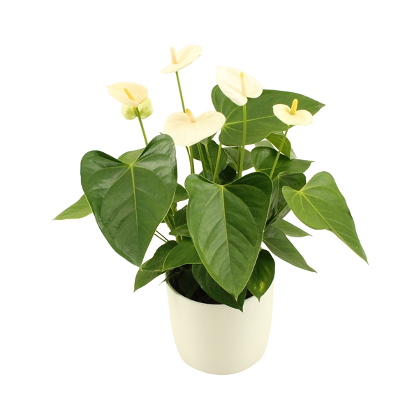 <h4>Anthurium Xl.03 Medium White in keramiek</h4>