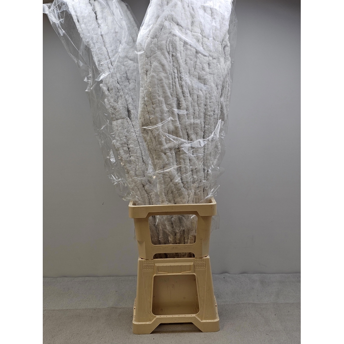 <h4>KERST BETULA PER TAK VLOK WIT</h4>