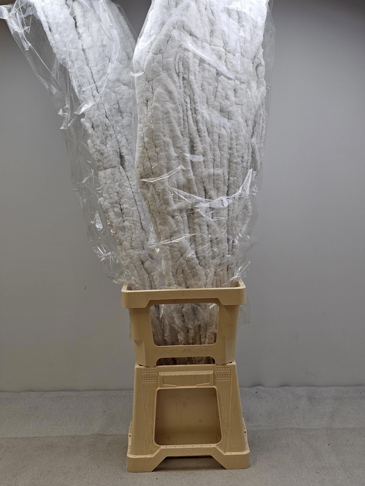 KERST BETULA PER TAK VLOK WIT