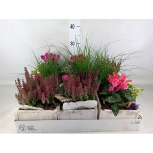 Arr.   Tuinplanten L%