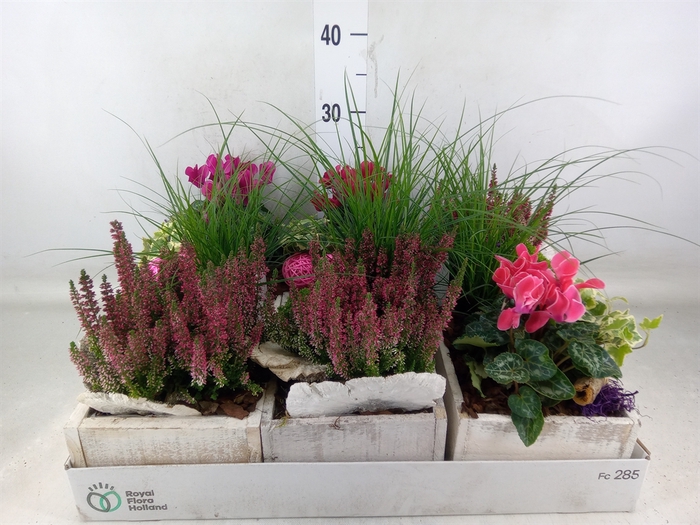 <h4>Arr.   Tuinplanten L%</h4>