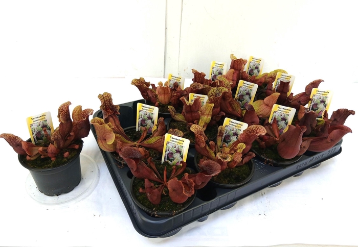 <h4>SARRACENIA OV</h4>