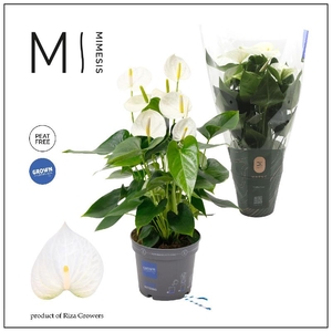 Anthurium Andreanum wit Karma White