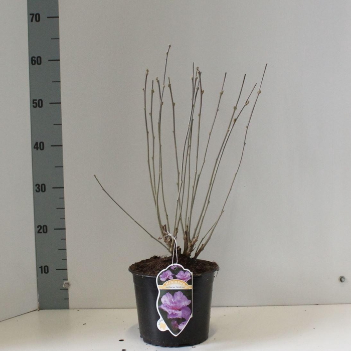 <h4>Hibiscus syriacus Ardens</h4>