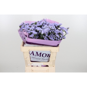 Limonium Donau Birds