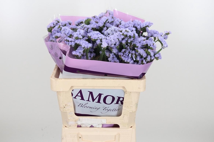 <h4>Limonium Donau Birds</h4>
