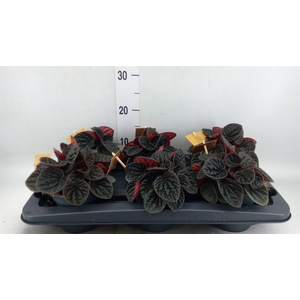 Peperomia