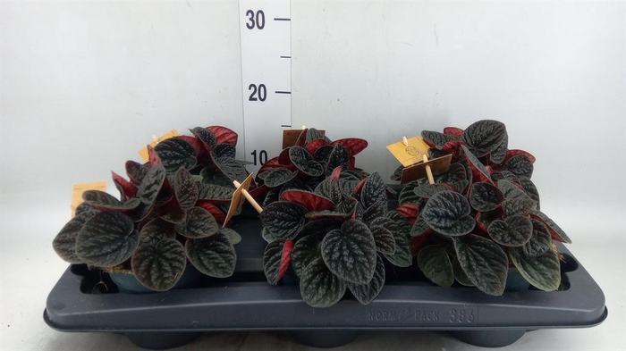 <h4>Peperomia</h4>