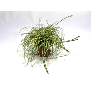 Carex Evergold p10,5