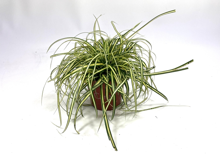 <h4>Carex Evergold p10,5</h4>