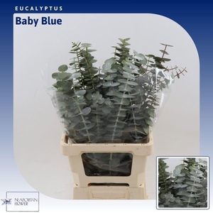 EUCA BABY BLUE