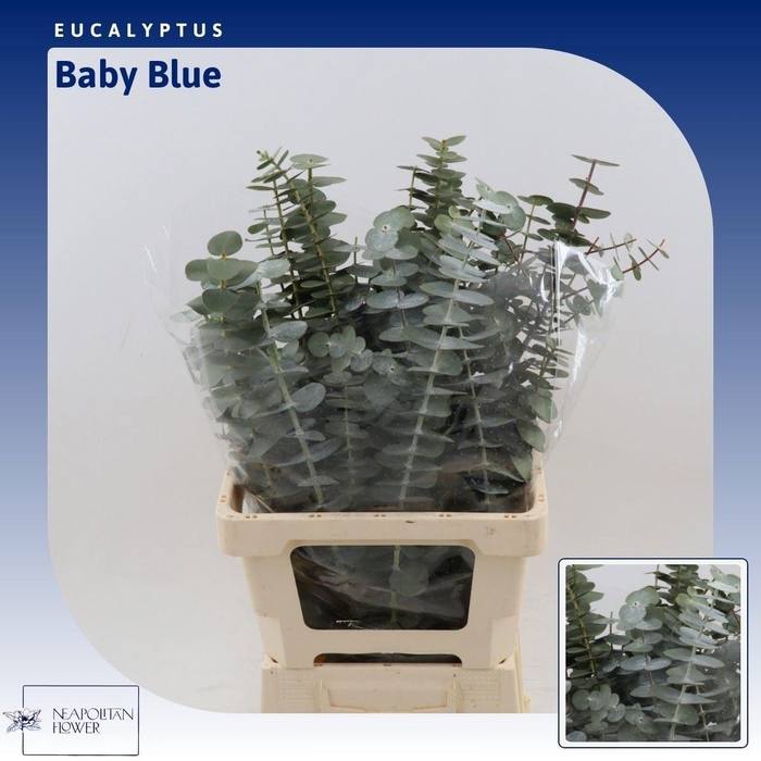<h4>EUCA BABY BLUE</h4>