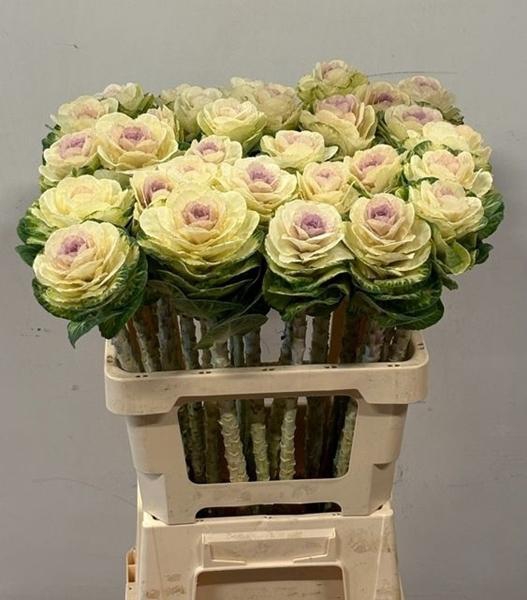 <h4>BRASS WHITE CRANE</h4>