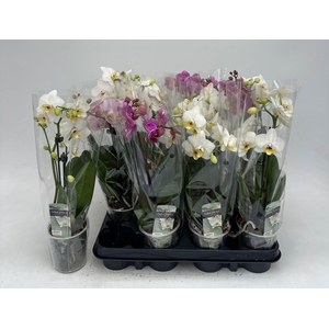 PHAL GEM