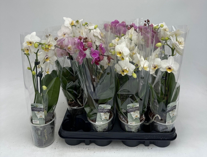 <h4>PHAL GEM</h4>