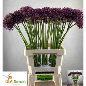 ALLIUM  MIAMI