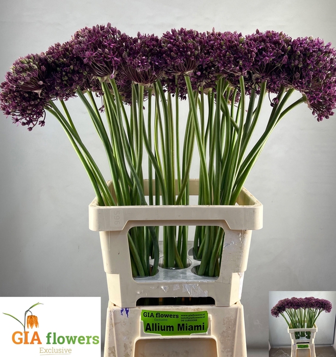 <h4>ALLIUM  MIAMI</h4>