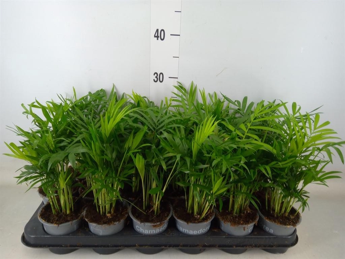 <h4>Chamaedorea elegans</h4>