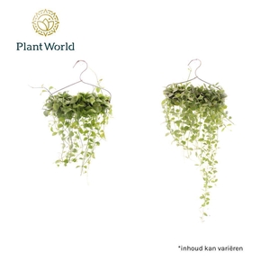 Dischidia op kledinghanger mix