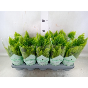 Nephrolepis exal. 'Green Moment'