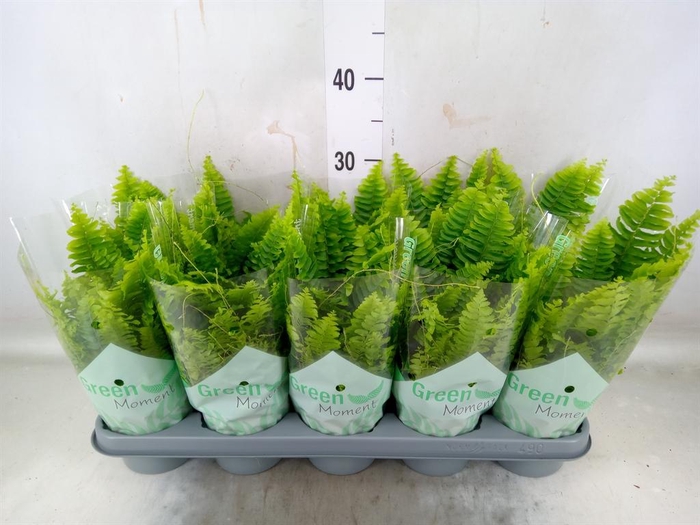 <h4>Nephrolepis exal. 'Green Moment'</h4>