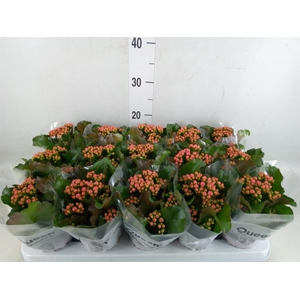 Kalanchoe  'RoseFlow Audrey'