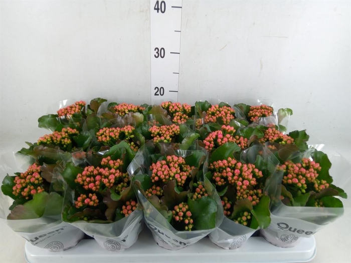 <h4>Kalanchoe  'RoseFlow Audrey'</h4>