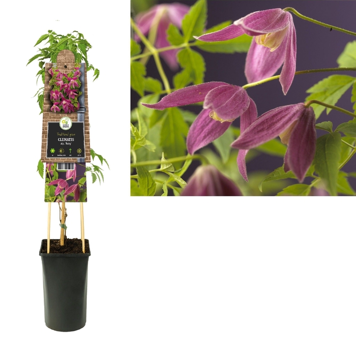Clematis alp. 'Ruby' 3.0 label