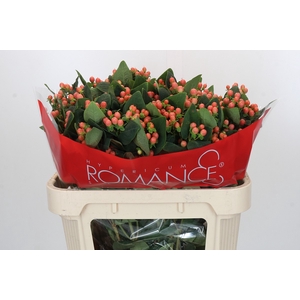 Hypericum Mellow Romance Spray