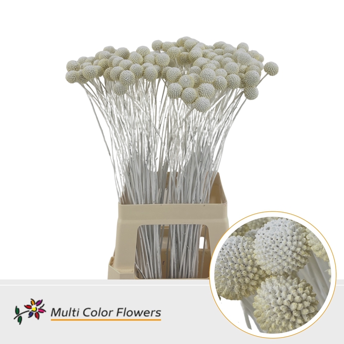 <h4>Craspedia Wit</h4>