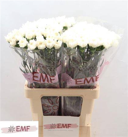 <h4>Di St Mont Blanc</h4>