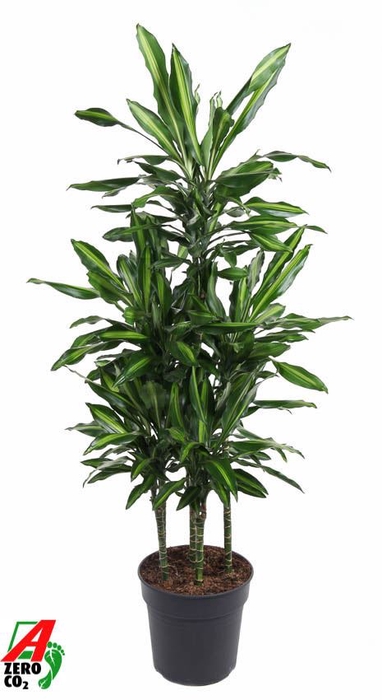 <h4>Dracaena Cintho</h4>