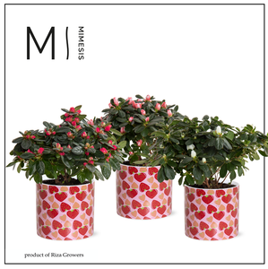 Azalea Mix - 13 cm in Lonneke - Spicy Blend
