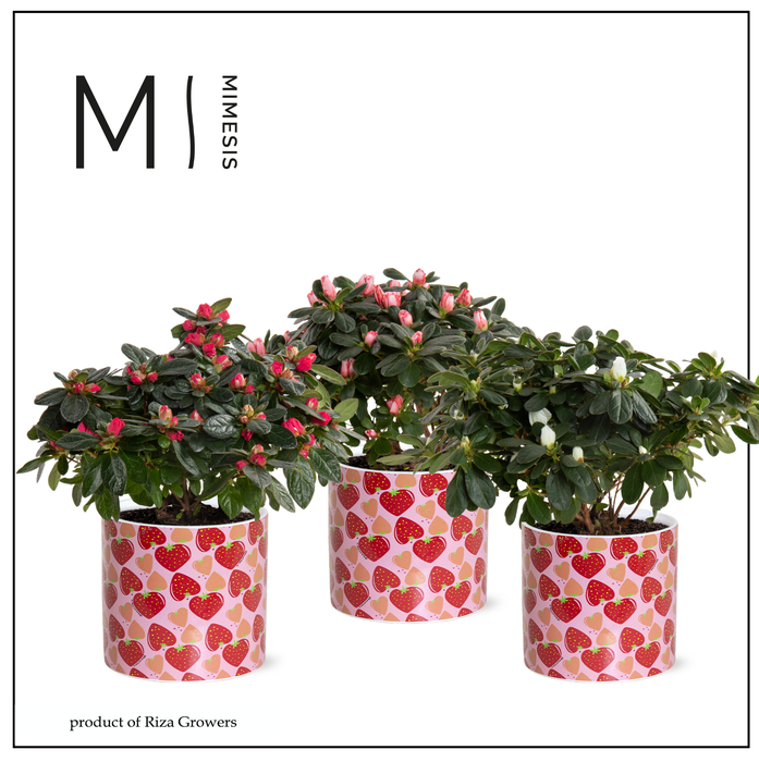<h4>Azalea Mix - 13 cm in Lonneke - Spicy Blend</h4>