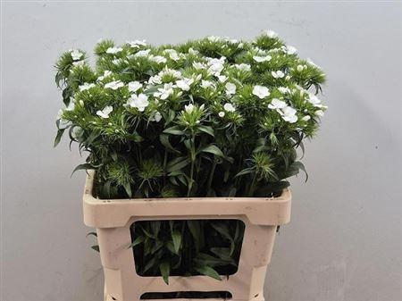 <h4>Di Barb Bar White</h4>