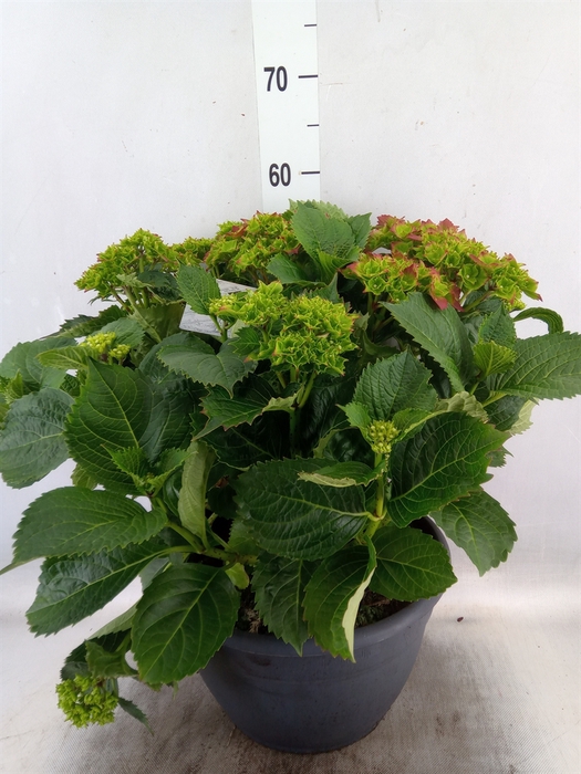 <h4>Hydrangea mac.</h4>