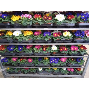 Primula ac.   ...mix