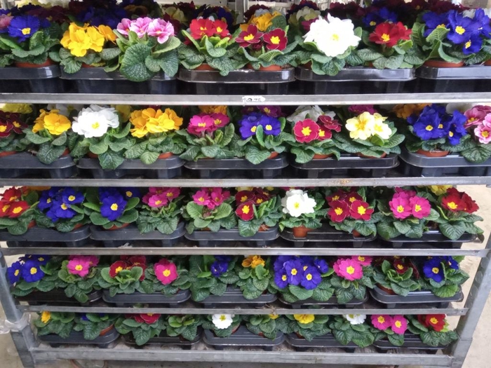 <h4>Primula ac.   ...mix</h4>