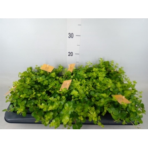 Peperomia rotundifolia