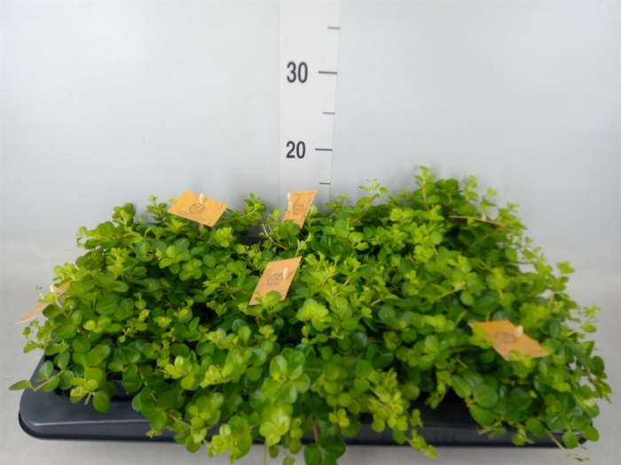 <h4>Peperomia rotundifolia</h4>