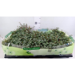 Pilea glaucophylla 'Greyzy'