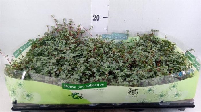 <h4>Pilea glaucophylla 'Greyzy'</h4>