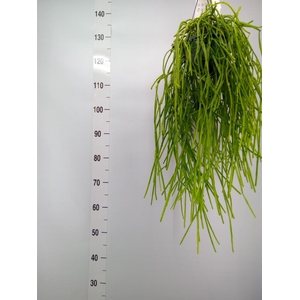 Rhipsalis   ...