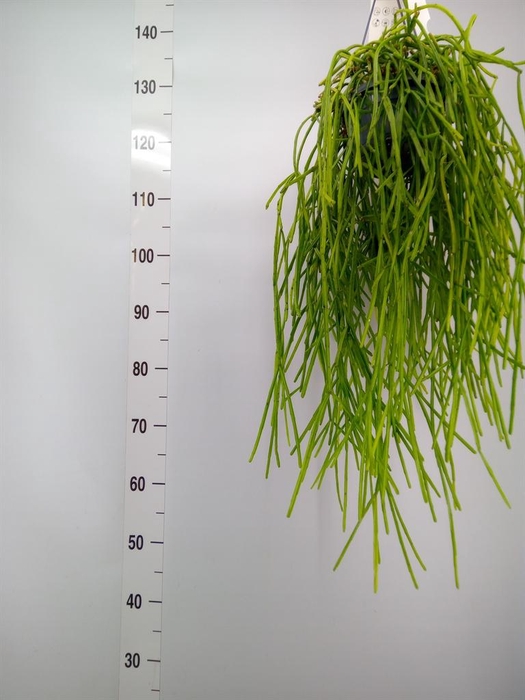 <h4>Rhipsalis   ...</h4>