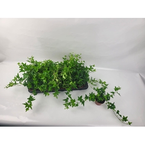 !! PROMO !! HEDERA GREEN P9