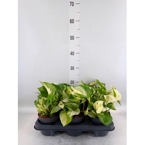 Epipremnum pinn. 'Manjula'