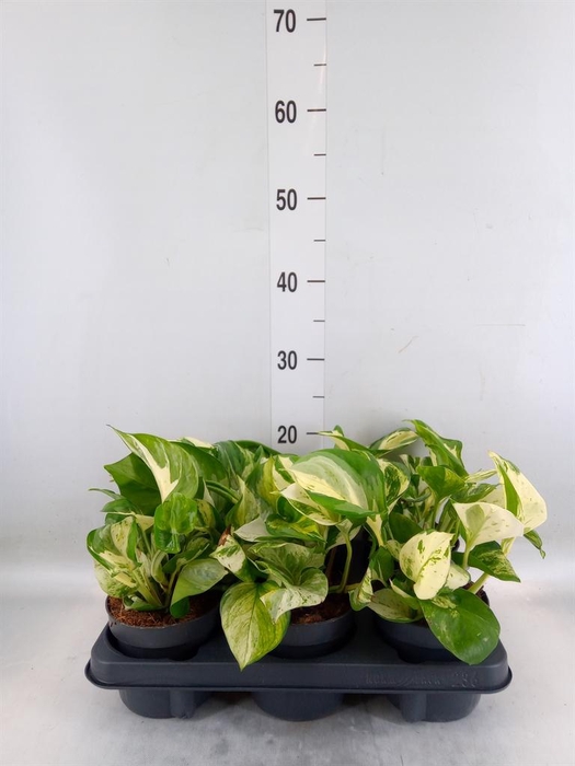 <h4>Epipremnum pinn. 'Manjula'</h4>