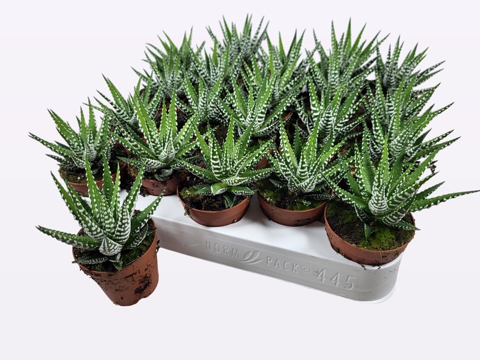 <h4>HAWO F BIG BAND</h4>