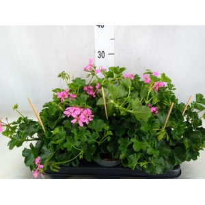Pelargonium pelt. 'Balkon Roze'